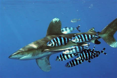 Oceanic Whitetip Shark | Carcharhinus longimanus | Shark Database