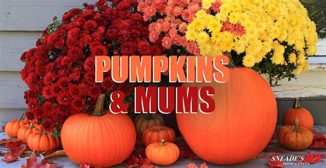 Mums And Pumpkins PNG Transparent Mums And Pumpkins.PNG Images. | PlusPNG