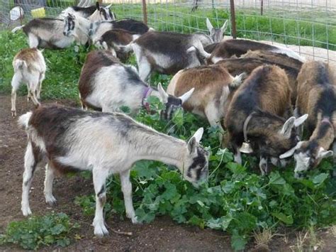 Alpine Goat - Breeds List