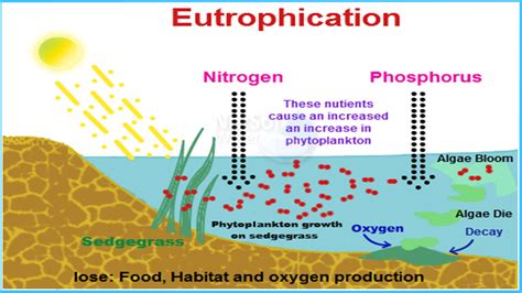 Eutrophication and its type - Overall Science