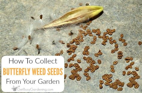 How To Harvest Butterfly Weed Seeds - Get Busy Gardening