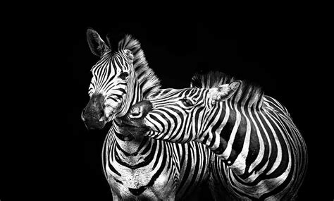 246 Wallpaper Zebra Lucu For FREE - MyWeb