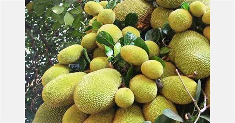 Jackfruit cultivation begins in Sindh, Pakistan