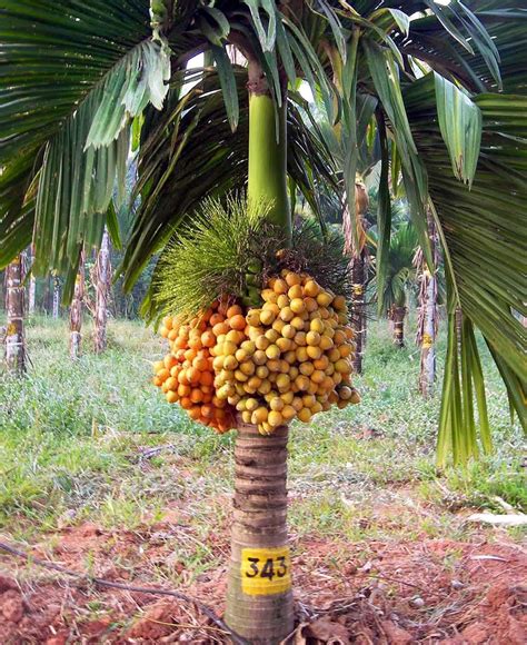 Creative Farmer Palm Tree Indoor Plant Areca Kramukamu/Supari Plants for Home Air Purifier ...