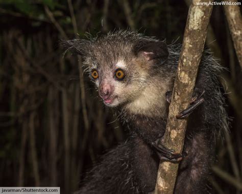 Aye-Aye Facts, Pictures & Video: Discover A Weird Rainforest Animal!