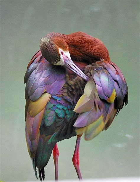 Flight of Fancy: 12 Amazing Birds | YubaNet