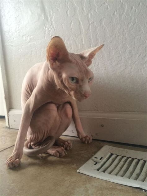 30 Times Sphynx Cats Proved They’re Not The Best Photo-Models | Bored Panda