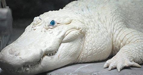 Leucism vs. albinism: What’s the difference? - FlipScience - Top ...