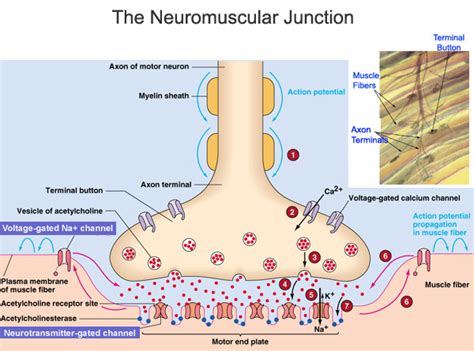 Neuromuscular Junction Steps Diagram