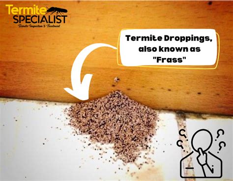 What Termite Damage Looks Like: 7 Signs of Termites