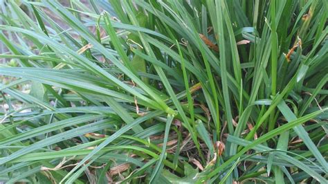 Perennial ryegrass | plant | Britannica