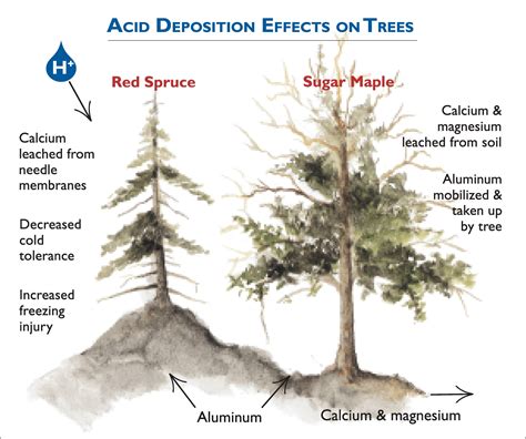 Acid Rain Effects On Animals