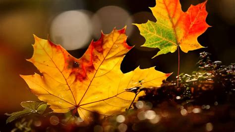 Autumn Leaves Hd Wallpapers - Wallpaper Cave