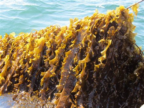 Seaweed supplements could reduce livestock methane emissions