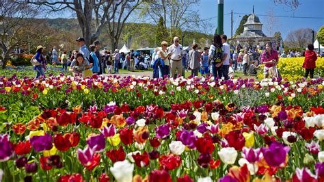 Tulip Time 2019, Sydney | Concrete Playground Sydney