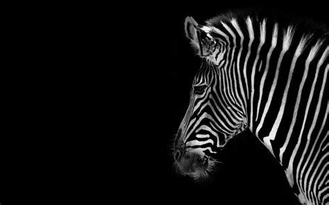 Zebra Wallpaper Desktop Hd