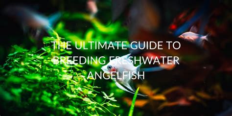 The Ultimate Guide to Breeding Freshwater Angelfish - Betta Care Fish Guide