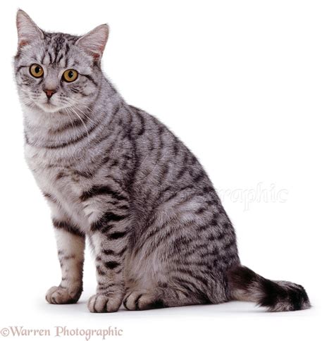 Silver spotted tabby cat photo - WP02956