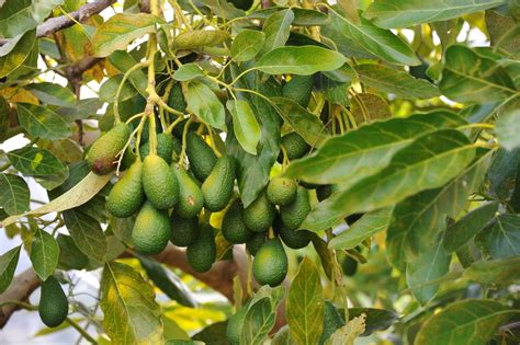 Avocado Tree Climate » Tips on Where it Grows Happy