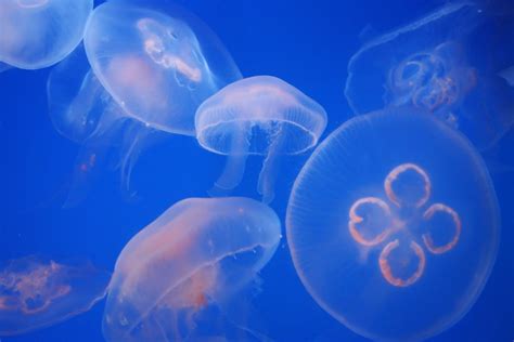 Aquarium jellyfish Free Photo Download | FreeImages