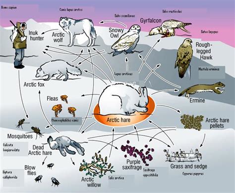 Biome Animals - The Tundra Biome Constructed By: M.A. Jones, C.D. Johns, & F.G. Crane