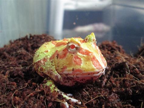 Albino Pacman Frog(Ceratophrys cranwelli) by ReptileMan27 on DeviantArt