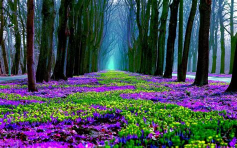 Spring Forest in Bloom HD Wallpaper