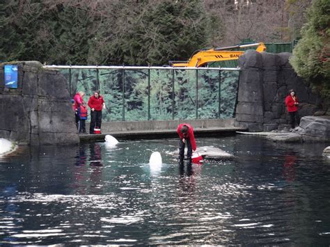 Beluga Experience – Vancouver Aquarium – The Miskes