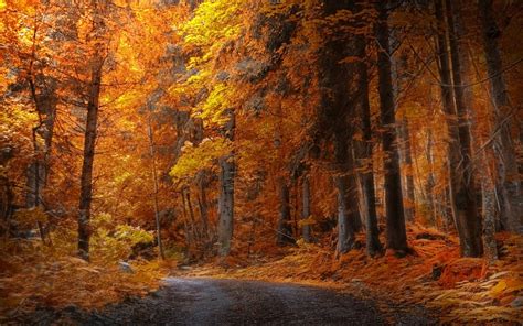 Yellow maple trees, landscape, nature, fall, forest HD wallpaper ...