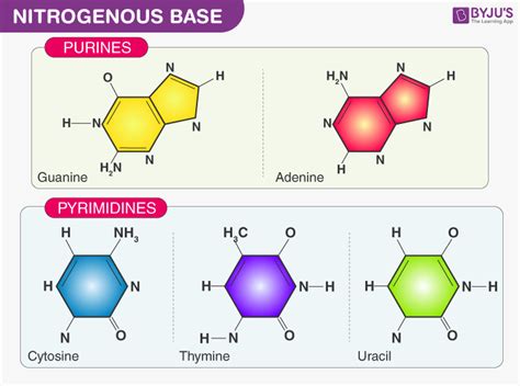 What Nitrogenous Bases Are Found in DNA? Get the Answer at BYJU'S NEET