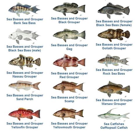 Grouper Fishing for Several Species Closes January 1