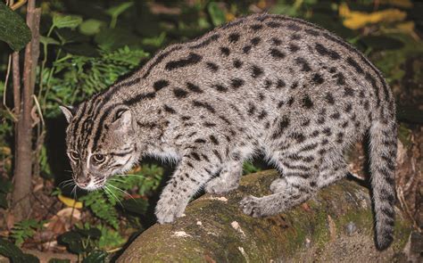 Secrets of the World’s 38 Species of Wild Cats – National Geographic Society Newsroom