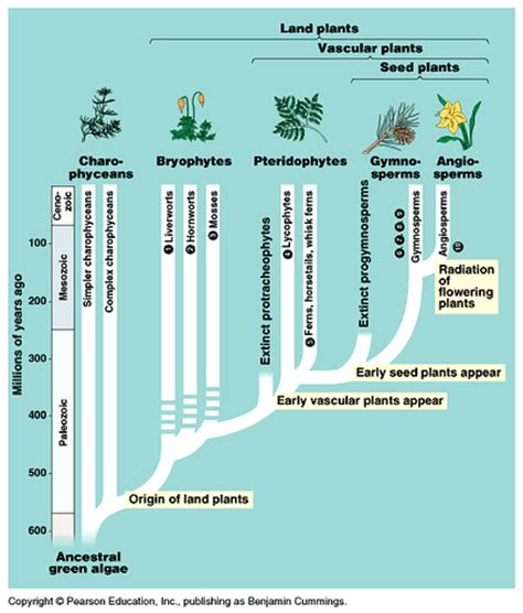 Bio: Plant Evolution Essay - Zannie's Science Page