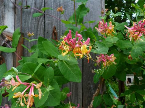 6 Mistakes to Avoid When Growing Honeysuckle Vine - World of Flowering Plants