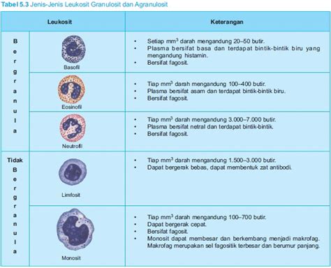 The Other Story: Jumlah Leukosit (Sel Darah Putih)