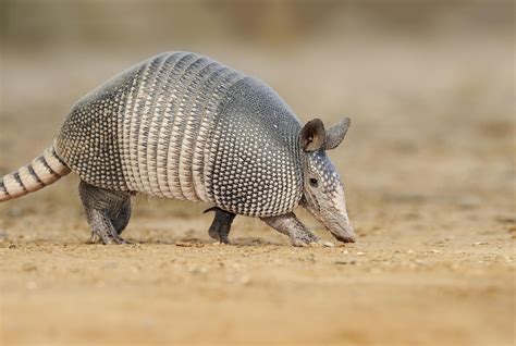 10 Animals Found in Brazil - WorldAtlas