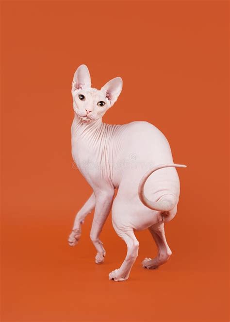 Don sphynx stock image. Image of silver, eyes, nature - 27411331