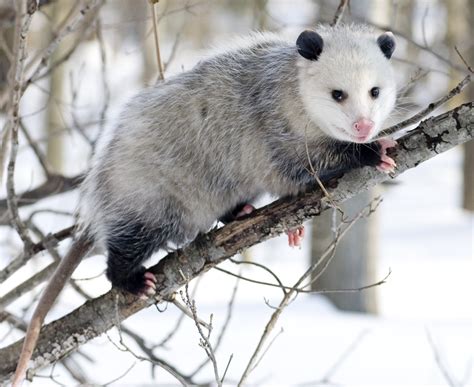 File:Opossum 3.jpg - Wikipedia