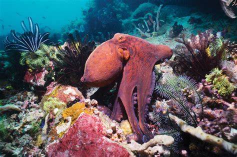 Meet the master of camouflage, the day octopus | Magazine Articles | WWF