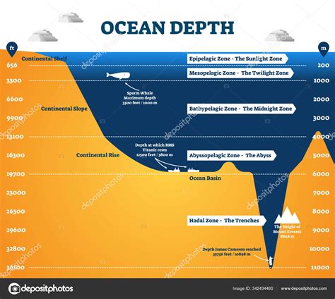 Ocean depth zones infographic, vector illustration labeled diagram ...