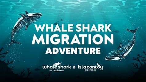 Whale Shark migration adventure, a fascinating journey through the sea