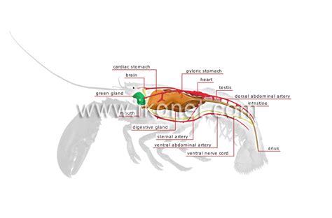 animal kingdom > crustaceans > lobster > anatomy of a lobster image ...