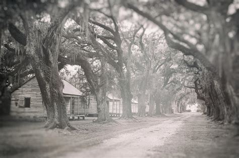 Sugar Cane Plantation Photograph by Jim Shackett