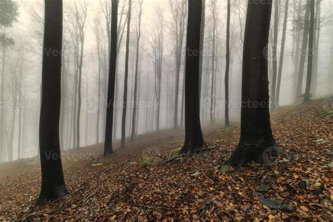 Autumn beech forest 11276266 Stock Photo at Vecteezy