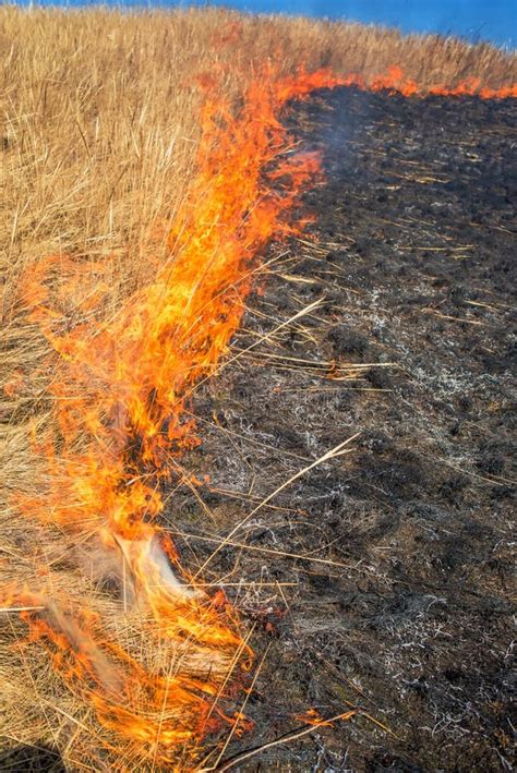 Grass Fire stock image. Image of stubble, cover, wildfire - 25246963