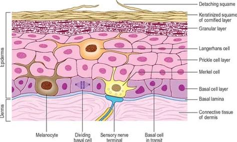 Epidermal Cells Labeled