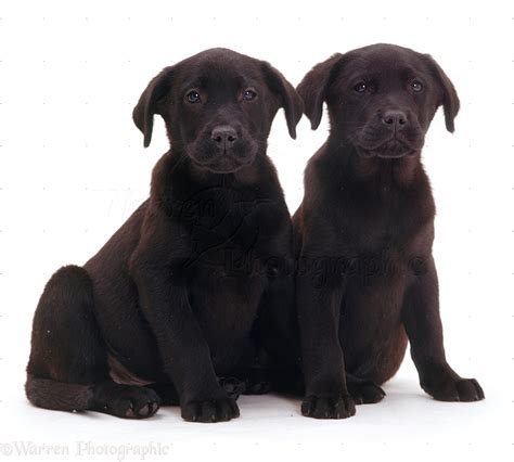 Dogs: Black Labrador puppies photo WP09330