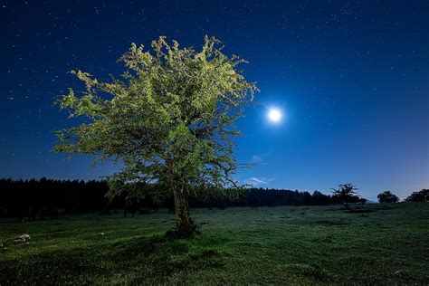 wallpaper tree, night, starry sky HD : Widescreen : High Definition : Fullscreen