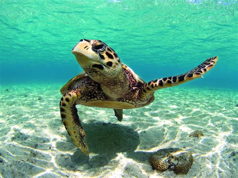 Beautiful Turtle in the Caribbean Sea wallpaper | animals | Wallpaper Better