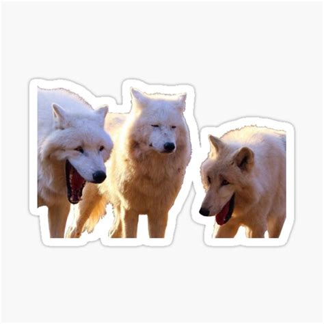 "Laughing wolves meme" Sticker for Sale by HangLooseDraft | Redbubble